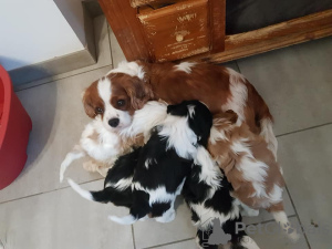 Photo №2 to announcement № 80863 for the sale of cavalier king charles spaniel - buy in France 