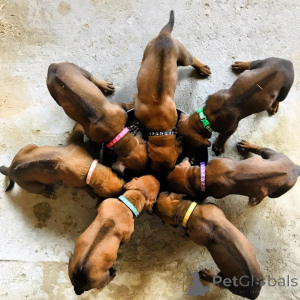 Photo №3. Ridden to come Rhodesian Ridgeback puppies in mid-June!. Belgium
