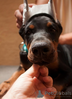 Photo №3. Doberman puppies. Serbia