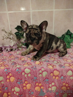 Photo №3. French bulldog.. Belarus