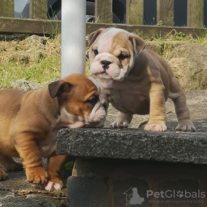 Photo №4. I will sell english bulldog in the city of Berlin.  - price - 370$