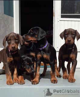 Photo №1. dobermann - for sale in the city of Вилкавишкис | negotiated | Announcement № 119700