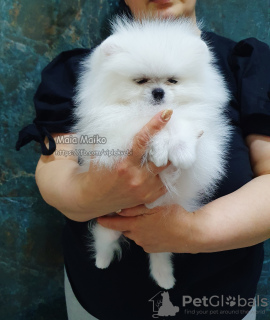 Photo №2 to announcement № 97090 for the sale of pomeranian - buy in Georgia private announcement, from nursery, breeder