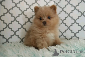Photo №1. pomeranian - for sale in the city of Berlin | 471$ | Announcement № 136372