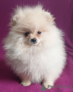 Photo №1. pomeranian - for sale in the city of Братислава | 370$ | Announcement № 104273