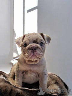 Photo №3. English Bulldogs ready now. Germany