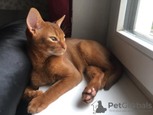 Photo №1. abyssinian cat - for sale in the city of Minsk | 664$ | Announcement № 8054