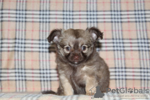 Photo №2 to announcement № 83471 for the sale of chihuahua - buy in Russian Federation private announcement