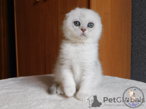 Photo №1. scottish fold - for sale in the city of Kamenskoe | 650$ | Announcement № 18086
