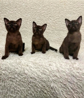 Photo №1. burmese cat - for sale in the city of Москва | 532$ | Announcement № 2090