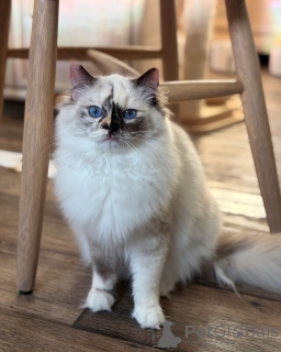 Photo №2 to announcement № 155570 for the sale of ragdoll - buy in Norway private announcement