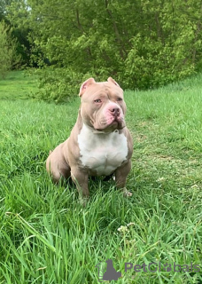 Photo №1. american bully - for sale in the city of Riga | 1268$ | Announcement № 123753