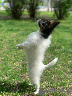 Additional photos: Papillon puppy. FCI