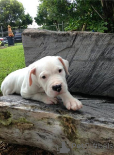 Photo №4. I will sell dogo argentino in the city of Vermontville.  - price - Is free