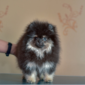 Photo №1. german spitz - for sale in the city of Yaroslavl | 738$ | Announcement № 6000