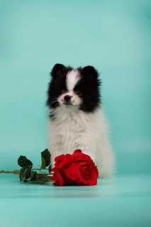 Photo №2 to announcement № 4788 for the sale of pomeranian - buy in Russian Federation private announcement