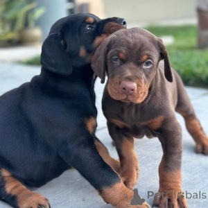 Photo №3. Beautiful male and female Dobermann puppies looking for caring forever homes.. Mexico