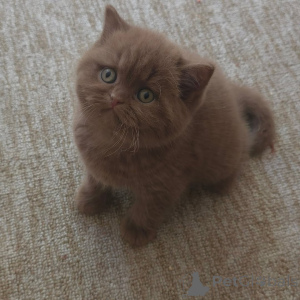 Photo №3. British shorthair at top quality contact whatsapp business 447450021323. Germany