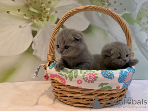 Photo №4. I will sell scottish fold in the city of Cologne. private announcement - price - 370$