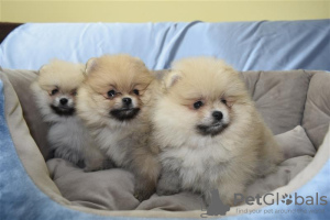 Photo №1. pomeranian - for sale in the city of Dubai | negotiated | Announcement № 36770