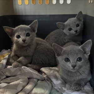 Photo №1. russian blue - for sale in the city of Dundalk | negotiated | Announcement № 173427