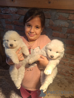 Additional photos: Samoyed puppies