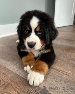 Photo №1. bernese mountain dog - for sale in the city of Copenhague | 486$ | Announcement № 83358