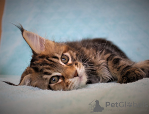 Photo №1. maine coon - for sale in the city of Volgograd | negotiated | Announcement № 12546