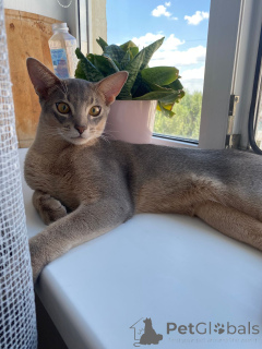 Photo №1. abyssinian cat - for sale in the city of Rostov-on-Don | 609$ | Announcement № 149033