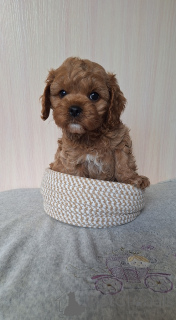 Photo №2 to announcement № 156622 for the sale of kavapu - buy in Belarus from nursery, breeder