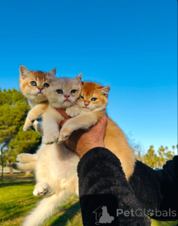 Photo №1. british shorthair - for sale in the city of Aarau | 516$ | Announcement № 163493