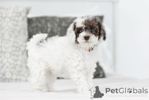 Photo №1. labradoodle - for sale in the city of Borlänge | negotiated | Announcement № 155605