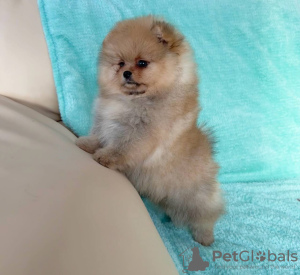 Photo №2 to announcement № 86527 for the sale of pomeranian - buy in Russian Federation breeder