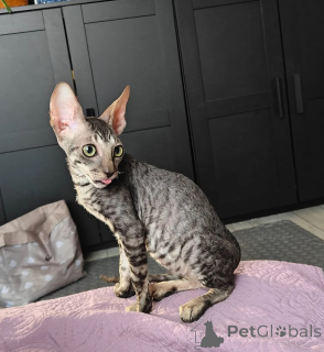 Photo №1. cornish rex - for sale in the city of Bensheim | 361$ | Announcement № 174534