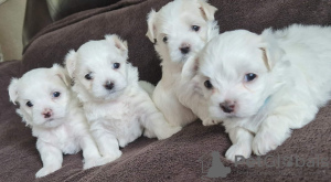 Photo №1. maltese dog - for sale in the city of Frýdek-Místek | negotiated | Announcement № 96501
