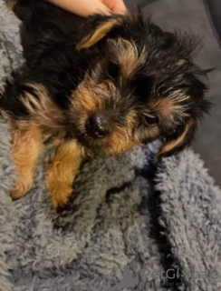 Photo №1. yorkshire terrier - for sale in the city of Atalanti | negotiated | Announcement № 88564