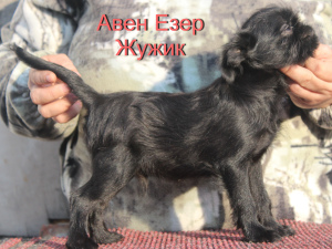 Photo №4. I will sell belgian griffon in the city of Tyumen. from nursery - price - 350$