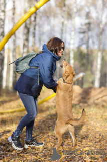 Photo №3. Smart Puppy Leia wants to go home.. Russian Federation