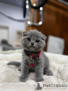 Photo №2 to announcement № 122990 for the sale of scottish fold - buy in United States private announcement