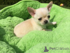Photo №1. chihuahua - for sale in the city of Aachen | negotiated | Announcement № 167103