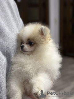 Additional photos: Pomeranian Pomeranian Teddy