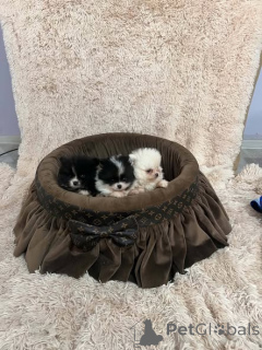 Photo №2 to announcement № 174484 for the sale of pomeranian - buy in Serbia 