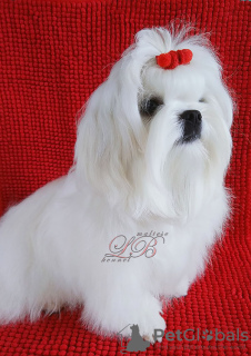 Photo №2 to announcement № 45562 for the sale of maltese dog - buy in Ukraine from nursery