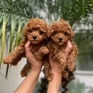 Photo №2 to announcement № 30009 for the sale of poodle (toy) - buy in Germany private announcement