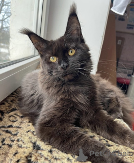 Photo №1. maine coon - for sale in the city of Baden Baden | 1022$ | Announcement № 163182