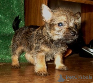 Photo №1. cairn terrier - for sale in the city of Victoria Point | negotiated | Announcement № 137622