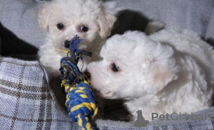 Photo №2 to announcement № 36084 for the sale of bichon frise - buy in Lithuania private announcement