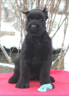 Additional photos: Giant Schnauzer puppies of black color