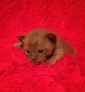 Photo №1. burmese cat - for sale in the city of Novosibirsk | 421$ | Announcement № 3239