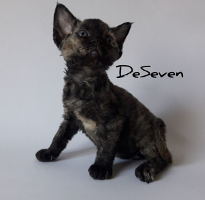 Photo №2 to announcement № 4415 for the sale of devon rex - buy in Ukraine from nursery